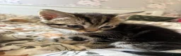 Domestic Shorthair cats for sale: 3 Beautiful Tabby Female Kittens – Ready Now - Advert 8