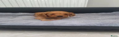 Cockapoo 7