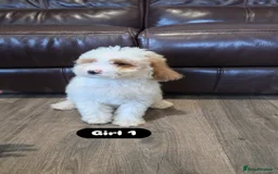 Cockapoo dogs for sale: Adorable Cockapoo pups 🦴🐾 - Image 11