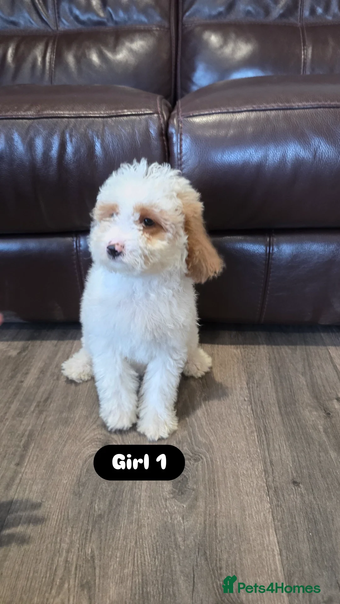 Cockapoo dogs for sale: Adorable Cockapoo pups 🦴🐾 - Image 11