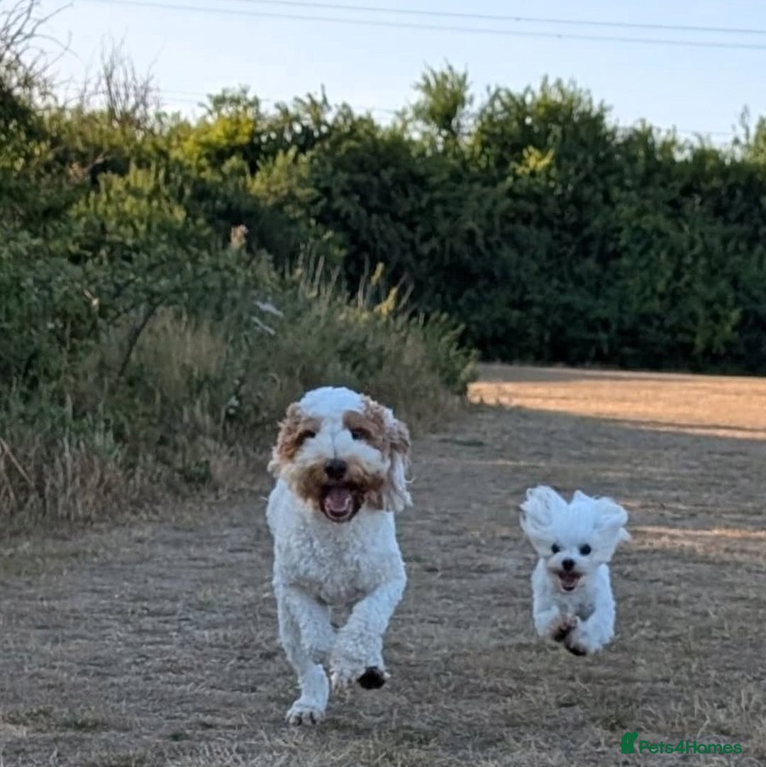 Maltipoo dogs for sale: 🩷 1 Baby Girl Available  - Advert 28