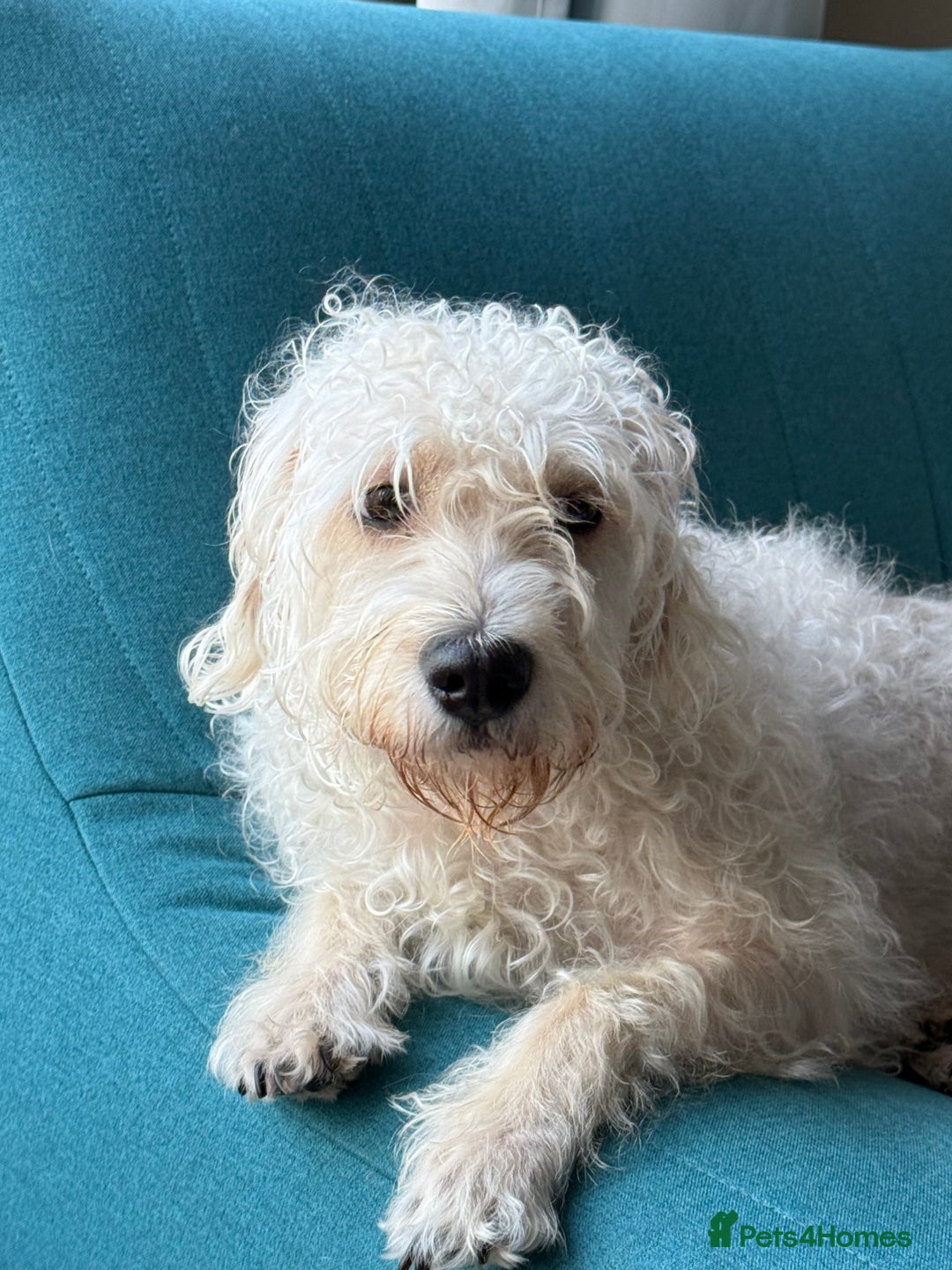 Cockapoo dogs for sale: Poodle mixed dog - Image 11