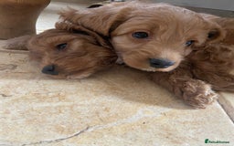 Cockapoo dogs for sale: F1 Apricot / Red Cockapoo’s  in Wetherby - Image 12