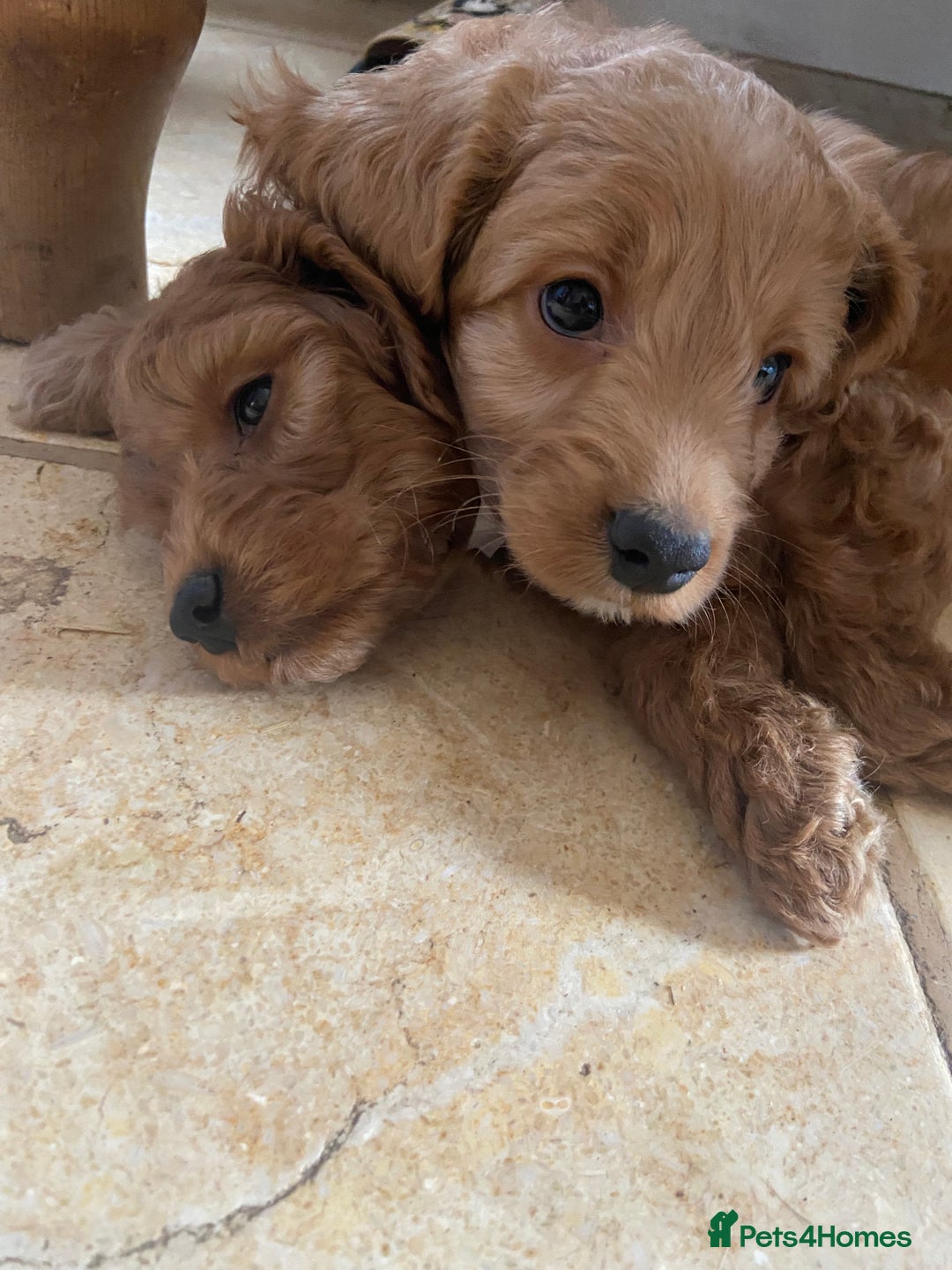 Cockapoo dogs for sale: F1 Apricot / Red Cockapoo’s  in Wetherby - Image 12