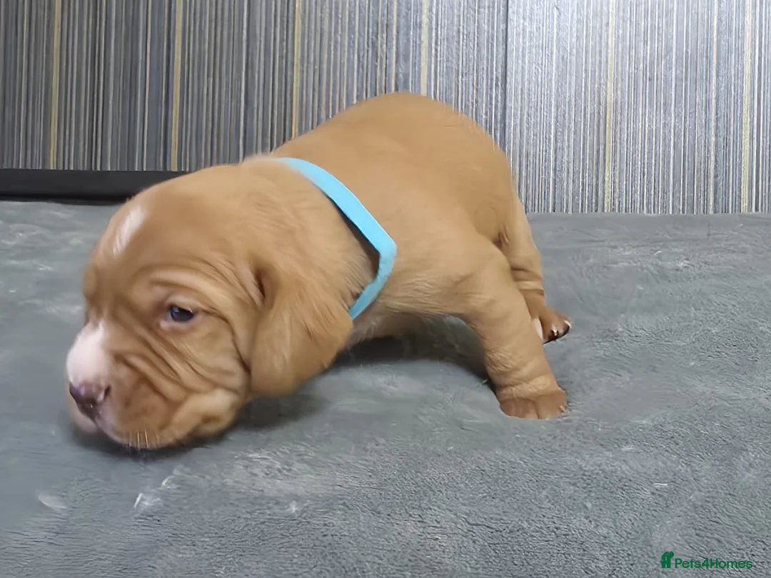 Mixed Breed dogs for sale: Cockalier (King Charles Spaniel) X Dachshund Cross - Advert 8