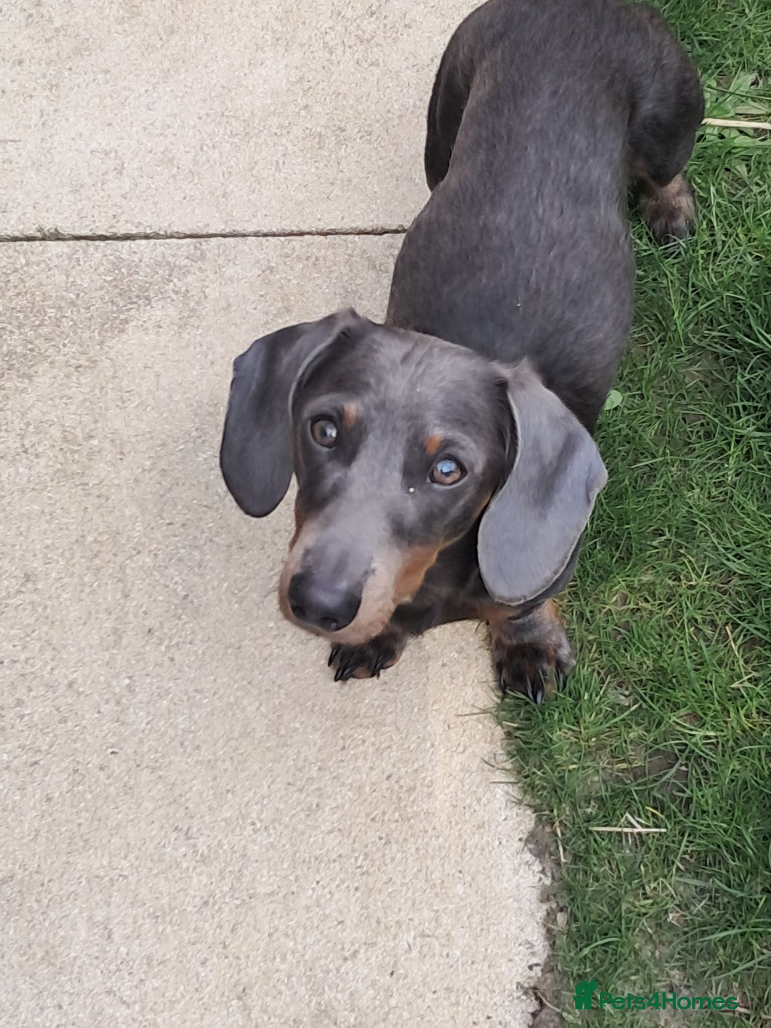 Miniature Dachshund dogs Rocco - Advert 6
