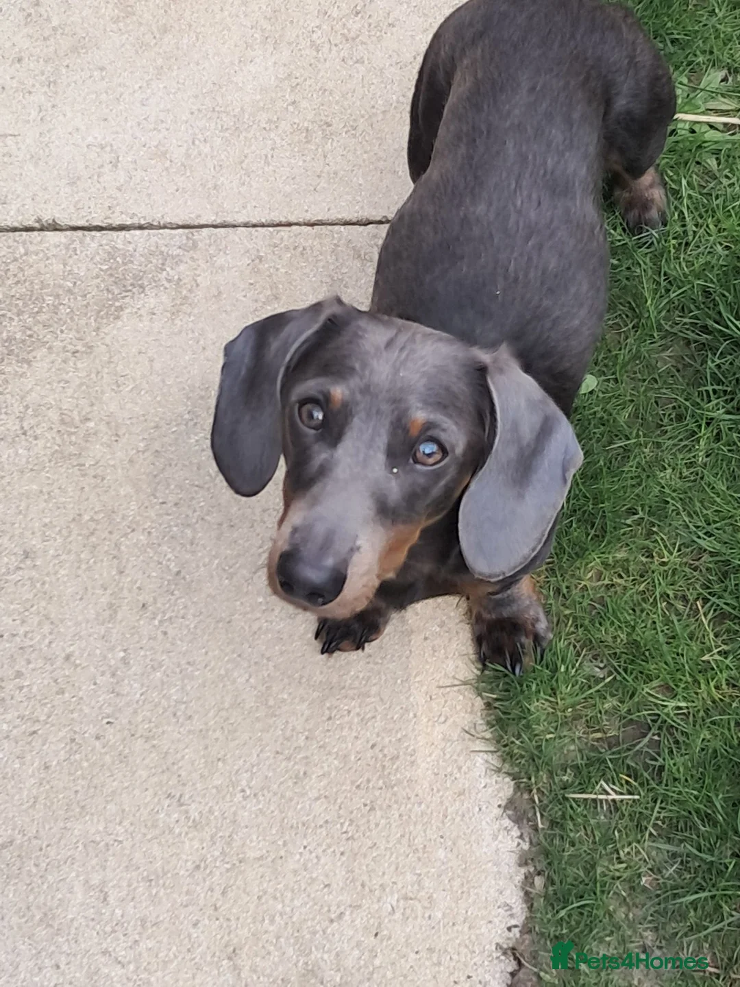 Miniature Dachshund dogs for sale: Rocco - Advert 1
