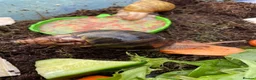 Snails invertebrates for sale: Giant African Snails for sale! - Advert 15