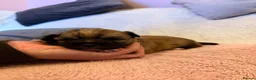 Chihuahua dogs for sale: Puppy chihuahuas  - Advert 33