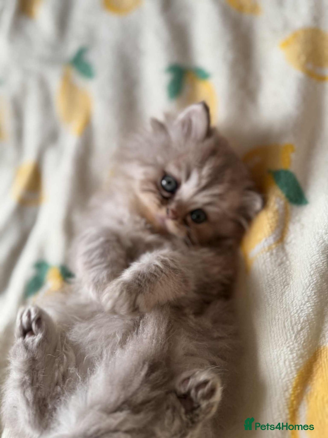 British Longhair cats for sale: British long hair kittens - Image 13