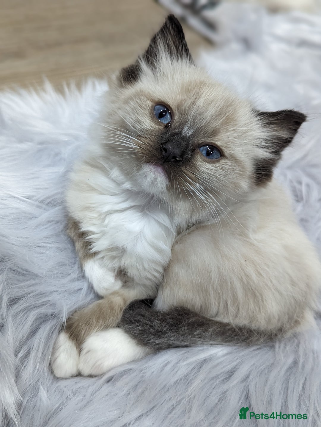 Ragdoll cats for sale: Gorgeous Ragdoll kittens  - Image 8
