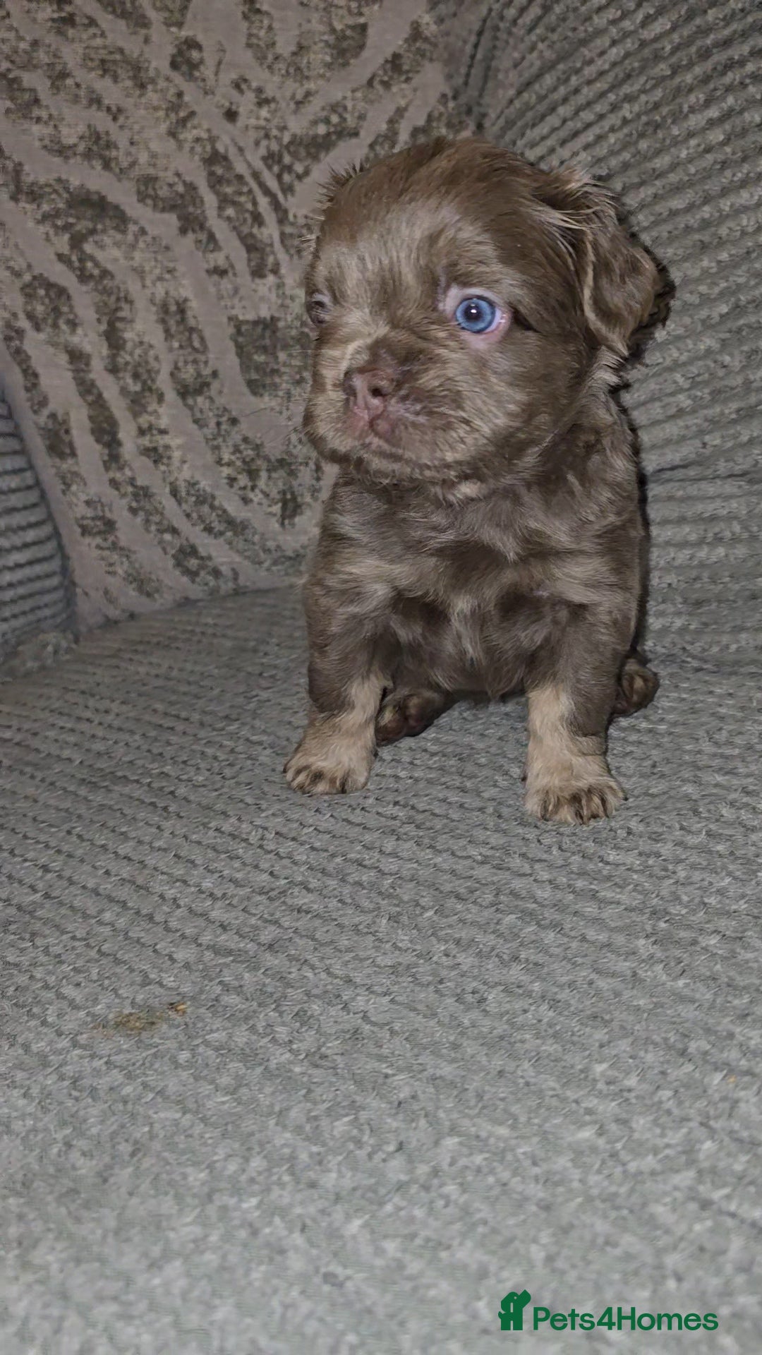 French Bulldog dogs for sale: Quality fluffy kc registered French bulldogs  - Advert 7