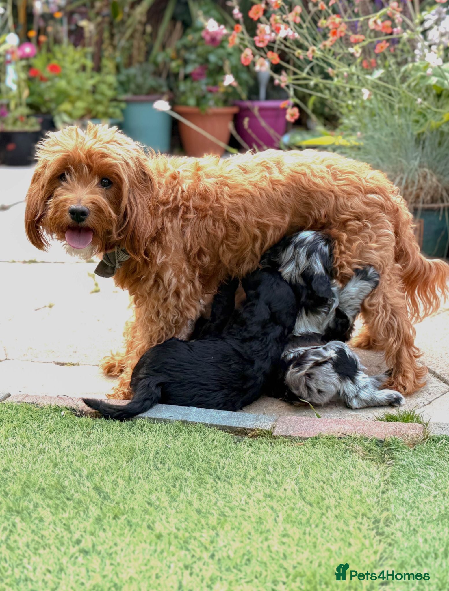 Cockapoo dogs Stunning Female Cockapoo - Advert 1