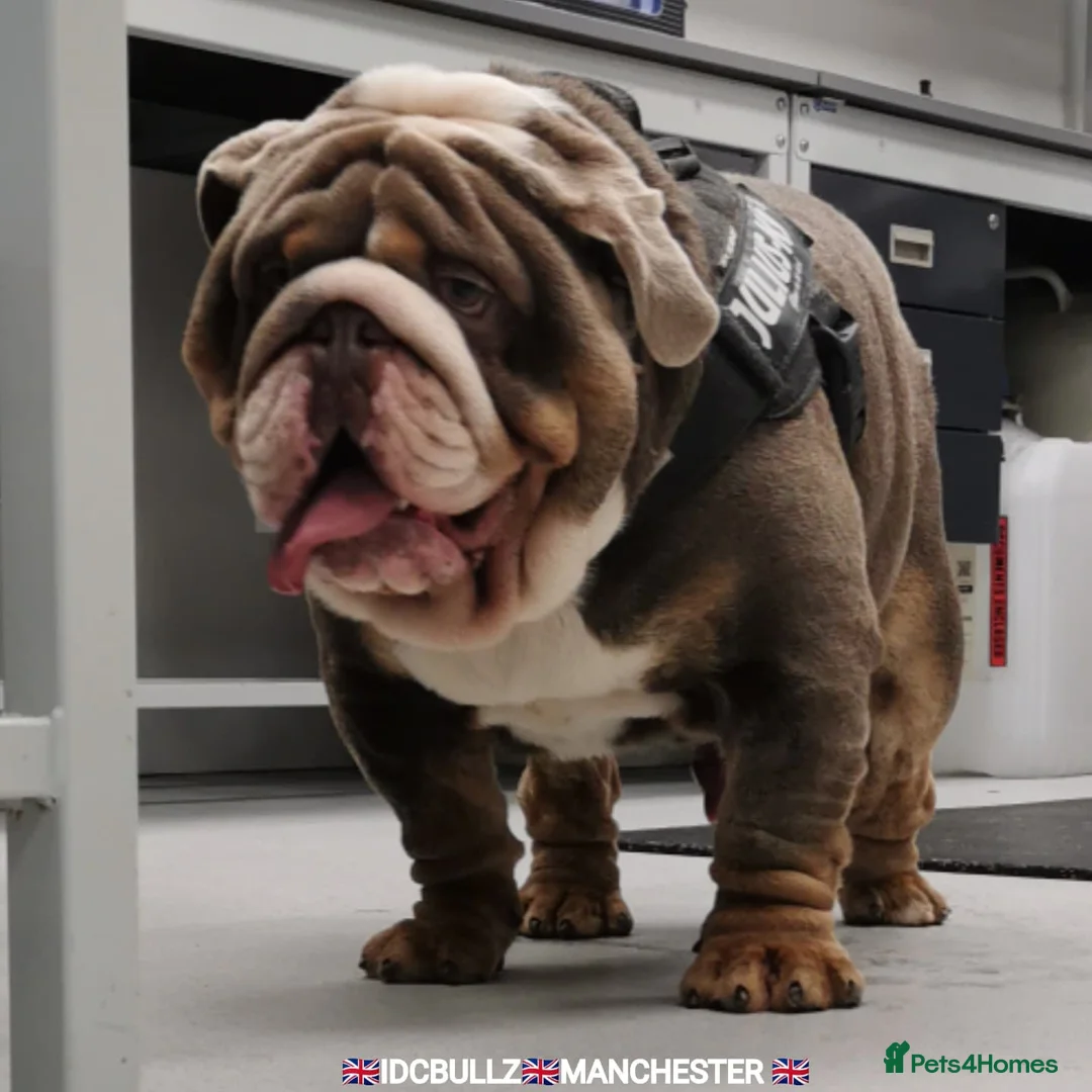 English Bulldog dogs for stud: Uncle Fester in Manchester - Advert 20