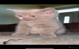 British Shorthair cats for sale: Beautiful BSH x Ragdoll x Bengal Kittens - Image 4
