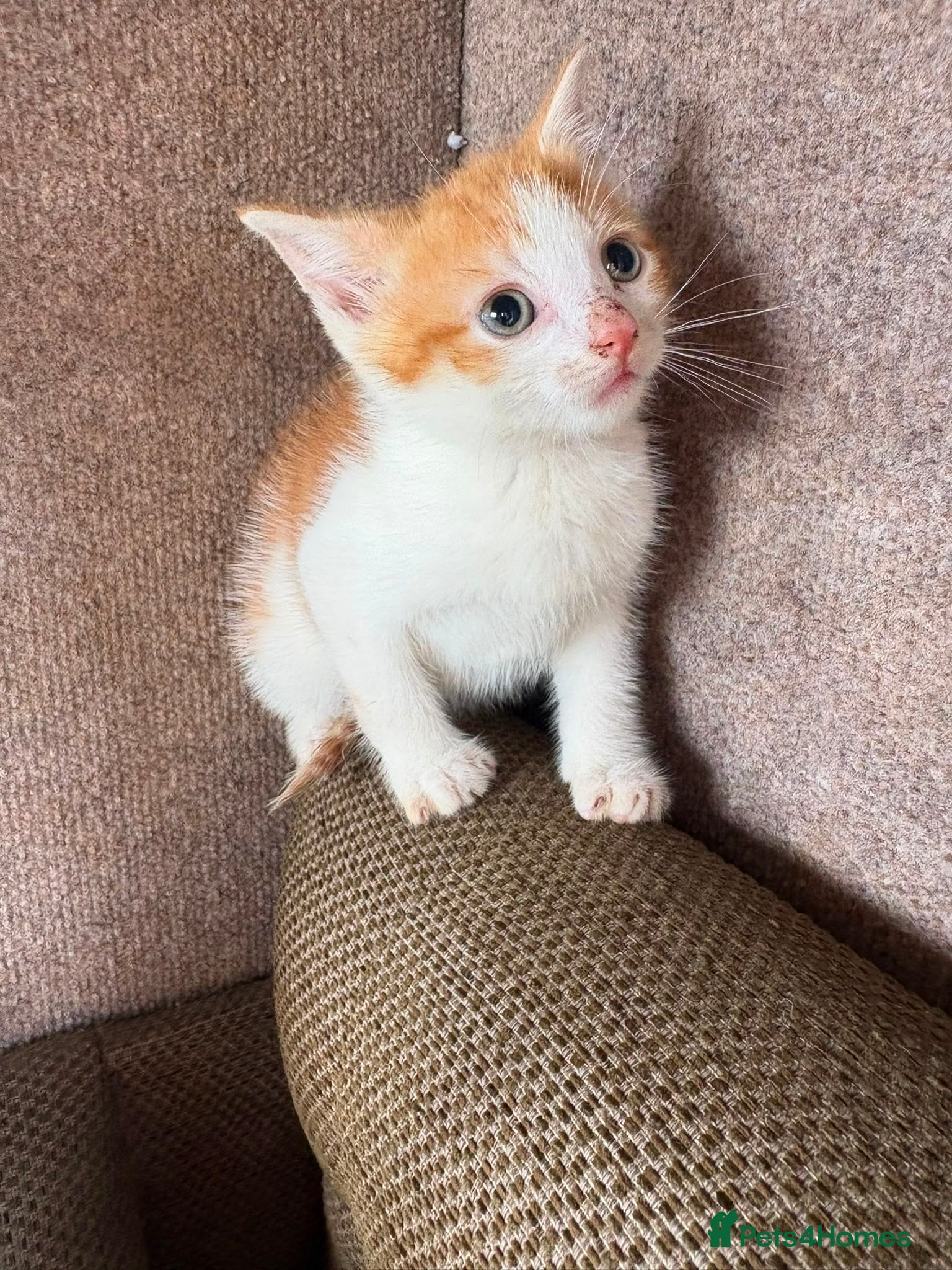 Mixed Breed cats for sale: Beautiful kittens in Dewsbury - Advert 7