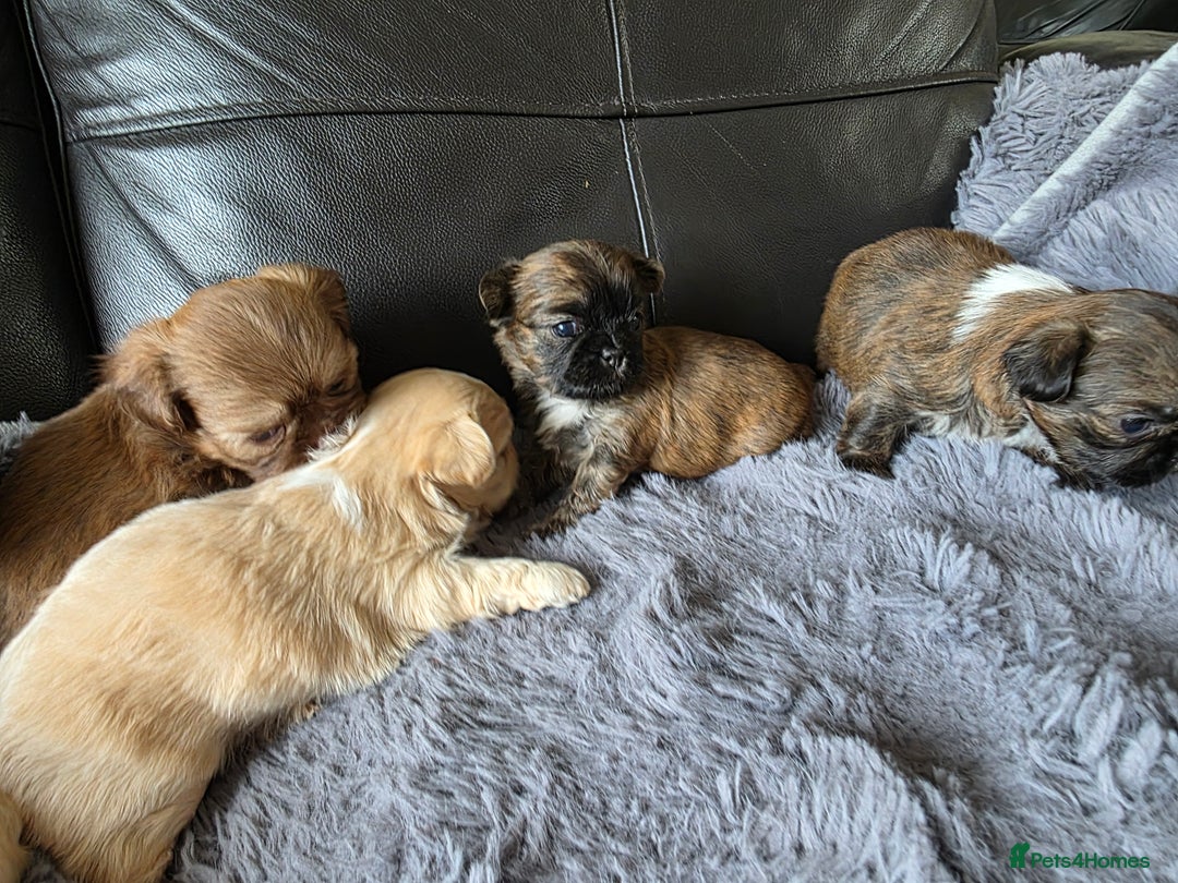 Shih Tzu dogs for sale: Stunning Rare Brindle Imperial Shih Tzu puppies - Image 28