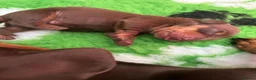 Miniature Dachshund dogs for sale: Kc reg miniature dachshund  - Advert 2