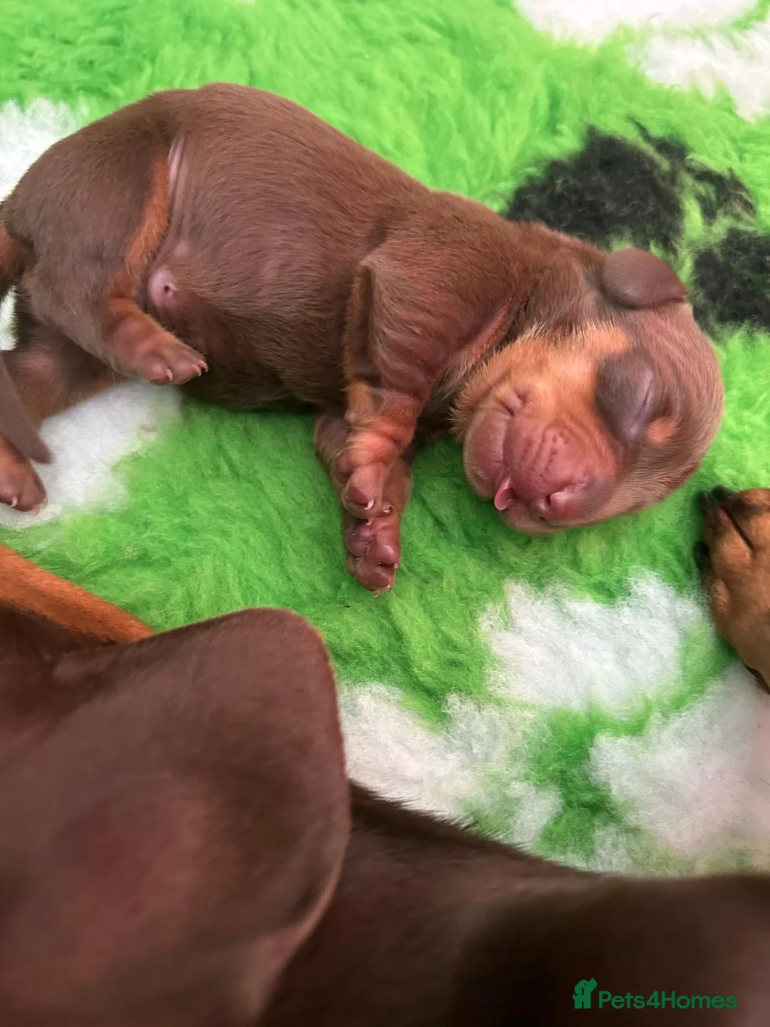 Miniature Dachshund dogs for sale: Kc reg miniature dachshund  - Advert 2