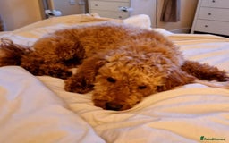 Cockapoo dogs for sale: Beautiful red f1b genuine toy cockapoos - Image 7