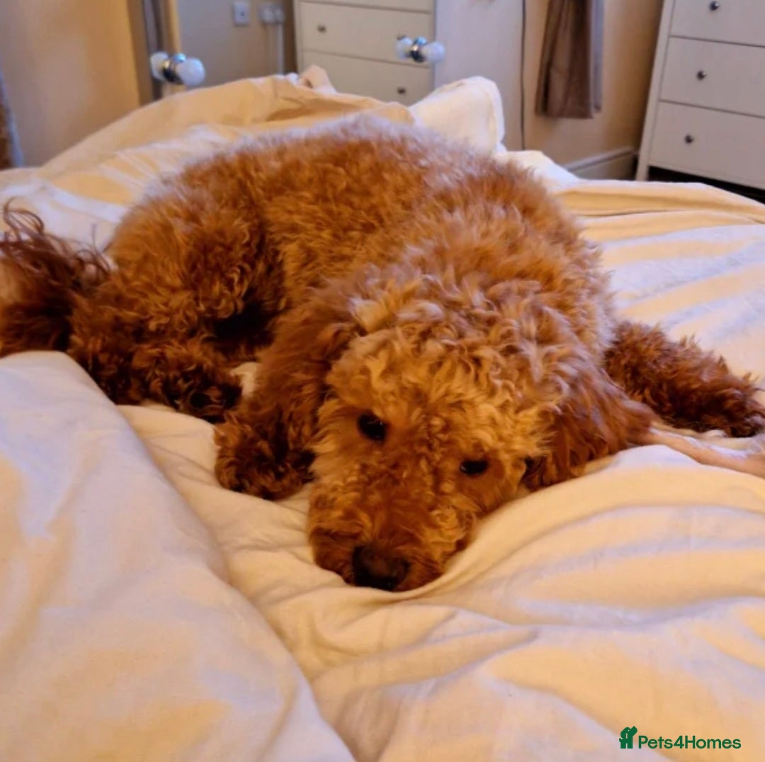 Cockapoo dogs for sale: Beautiful red f1b genuine toy cockapoos - Image 7