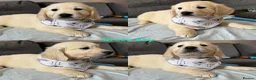 Golden Retriever dogs for sale: Beautiful Golden retriever Pups Showline KC Reg - Advert 2