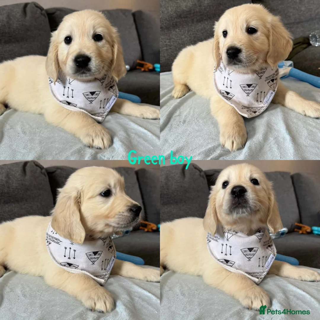 Golden Retriever dogs for sale: Beautiful Golden retriever Pups Showline KC Reg - Advert 2