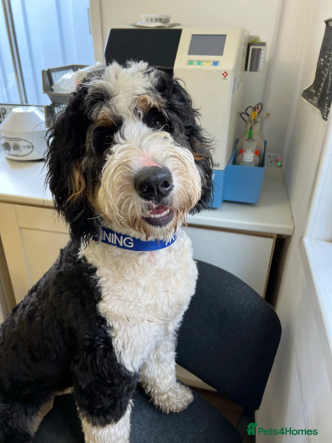 Bernese Mountain Dog dogs for stud: Tri F1 Bernedoodle for Stud in Whitley Bay - Advert 2