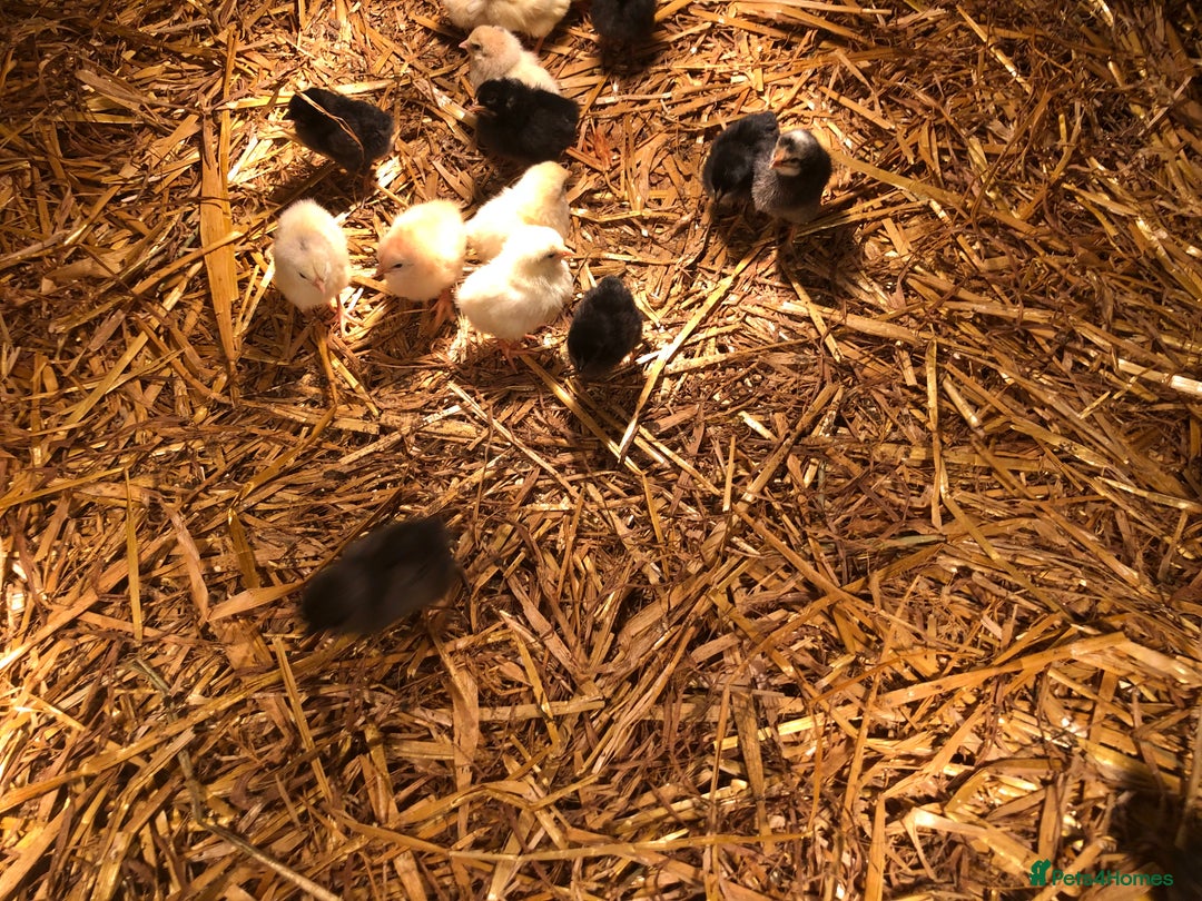 Chickens poultry for sale: Sexed pullet chicks. Blue, brown, white layer  - Advert 5