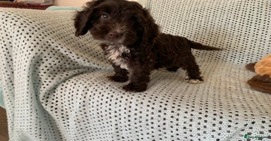 Cockapoo dogs - Advert 16