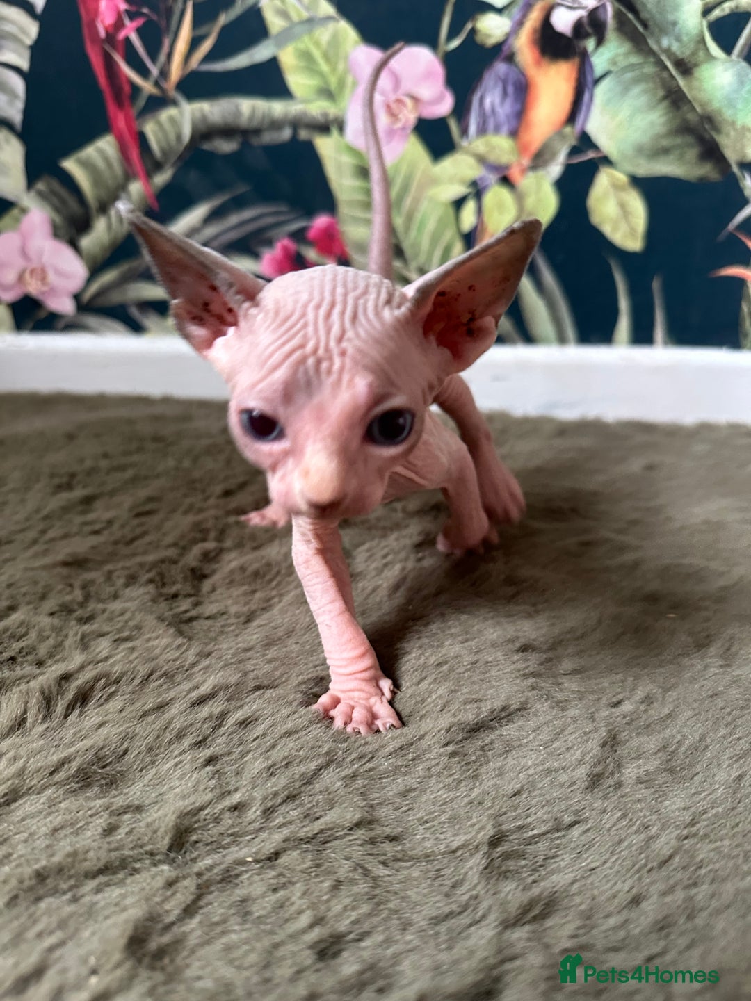 Sphynx cats for sale:  6 Beautiful Sphynx Kittens Ready Soon – 5★ - Image 17