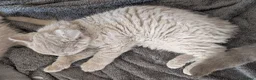 Selkirk Rex cats for sale: 😻 Stunning Selkirk Rex Kittens 😻 - Advert 16