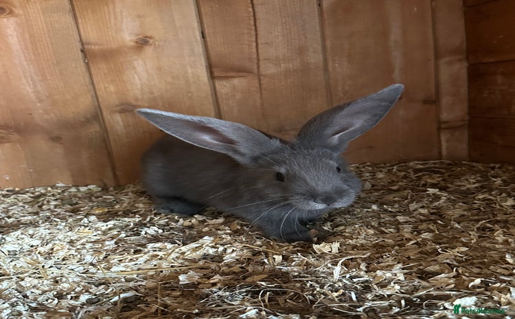 Continental Giant rabbits - Advert 1