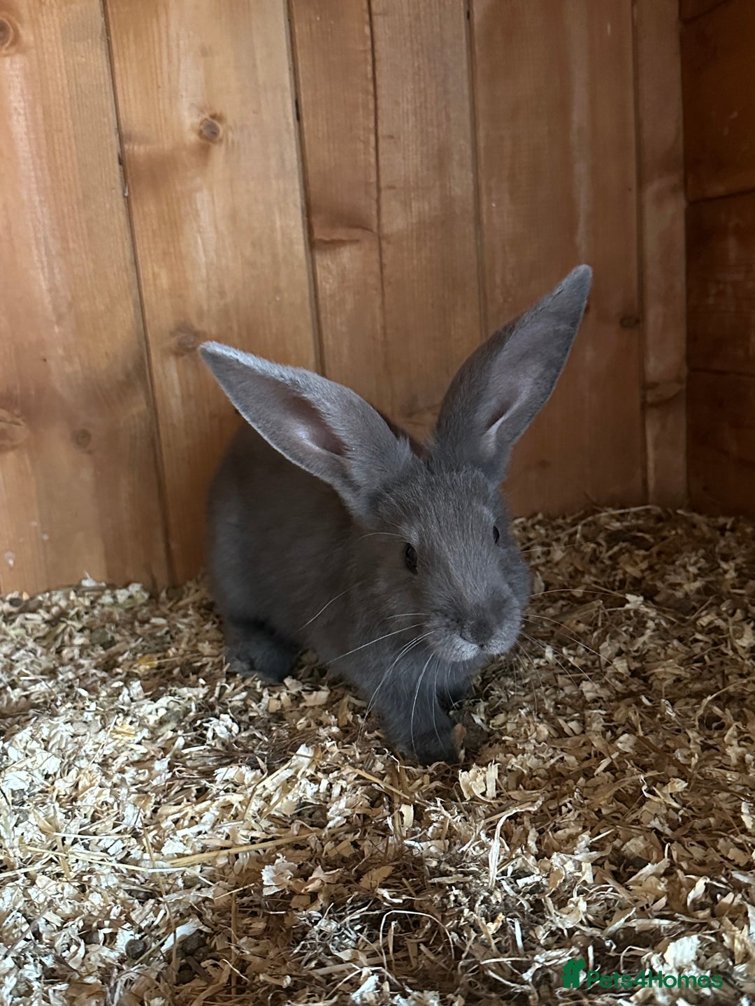 Continental Giant rabbits for sale: Giant continental blues fawn and fawn blue point - Image 1