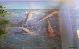 Axolotl reptiles for sale: Pink axolotls for sale - Advert 1
