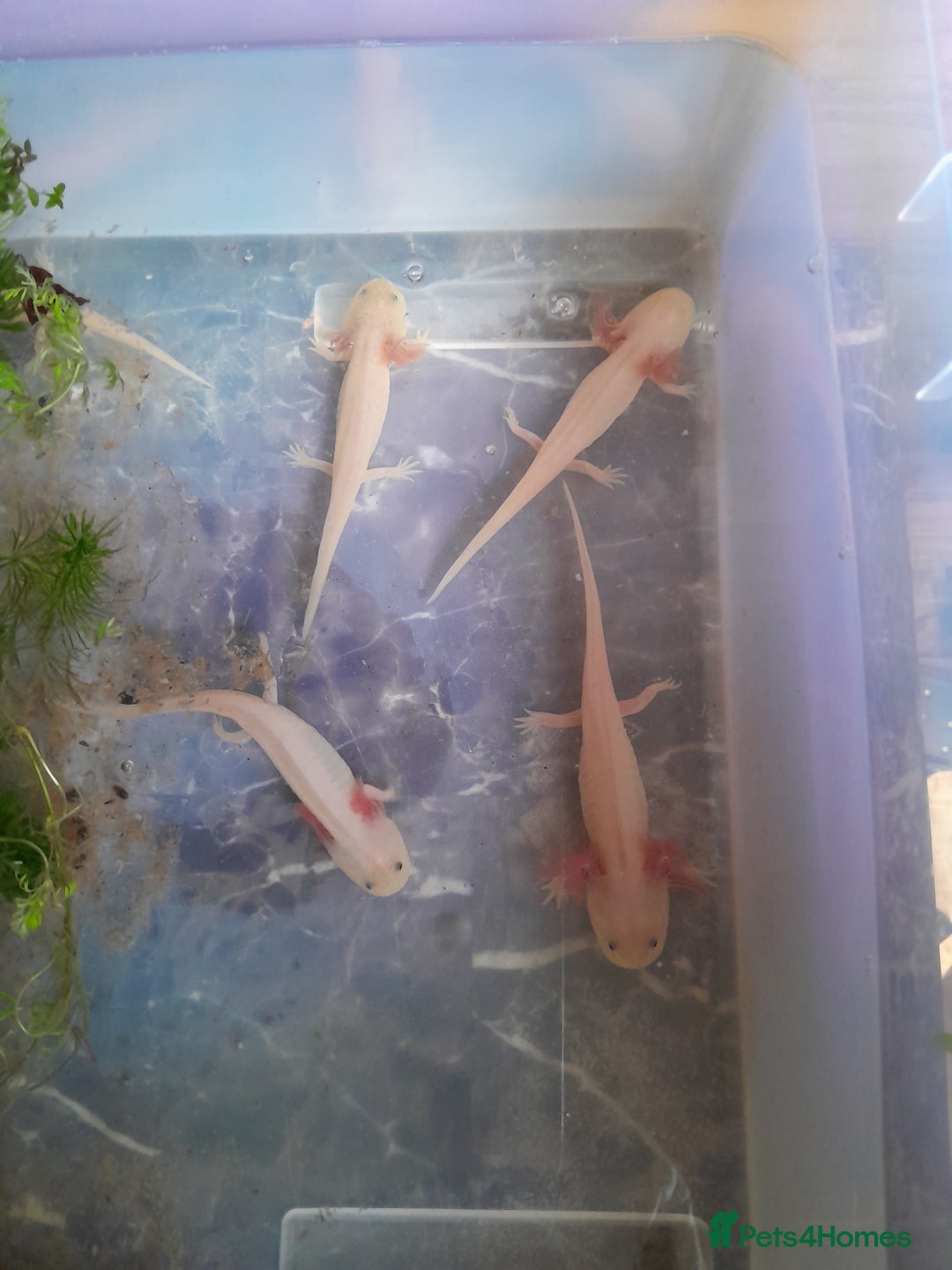 Axolotl reptiles for sale: Pink axolotls for sale - Advert 1