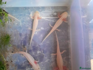 Axolotl reptiles - Advert 2