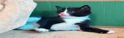 Mixed Breed cats for sale: 4 Beautiful TUXEDO Kittens Available <3 - Advert 26