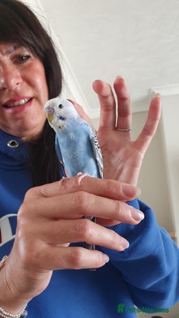 Budgerigars birds - Advert 2