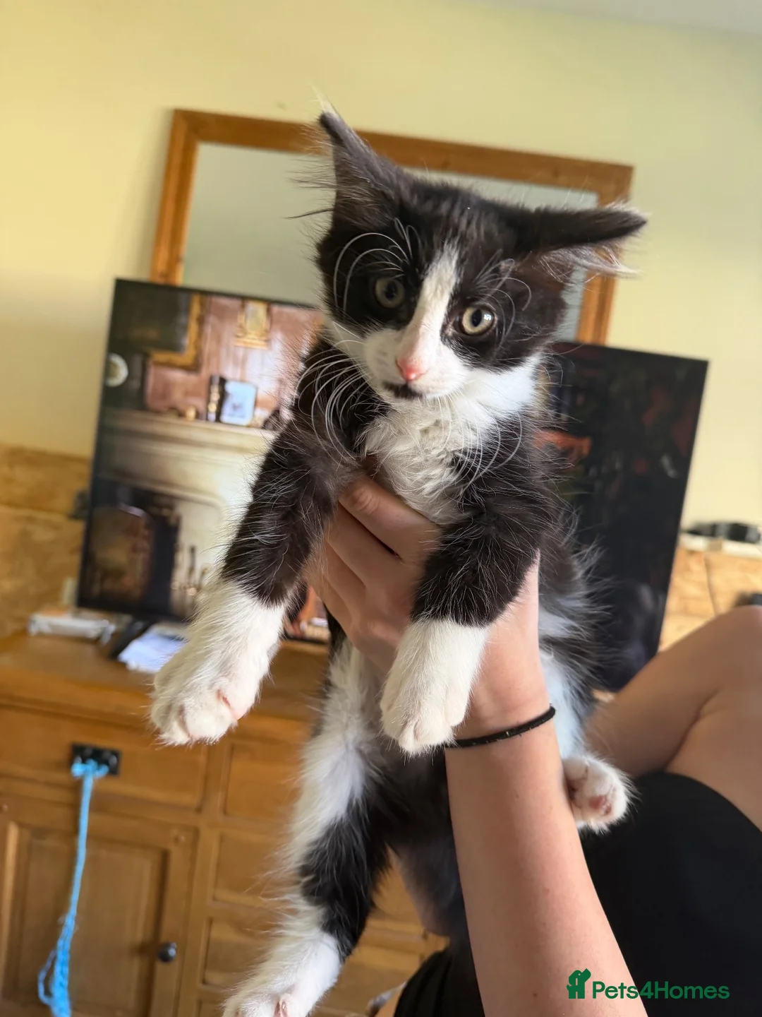 Mixed Breed cats for sale: 2 male kittens  in Southend-on-Sea - Advert 1