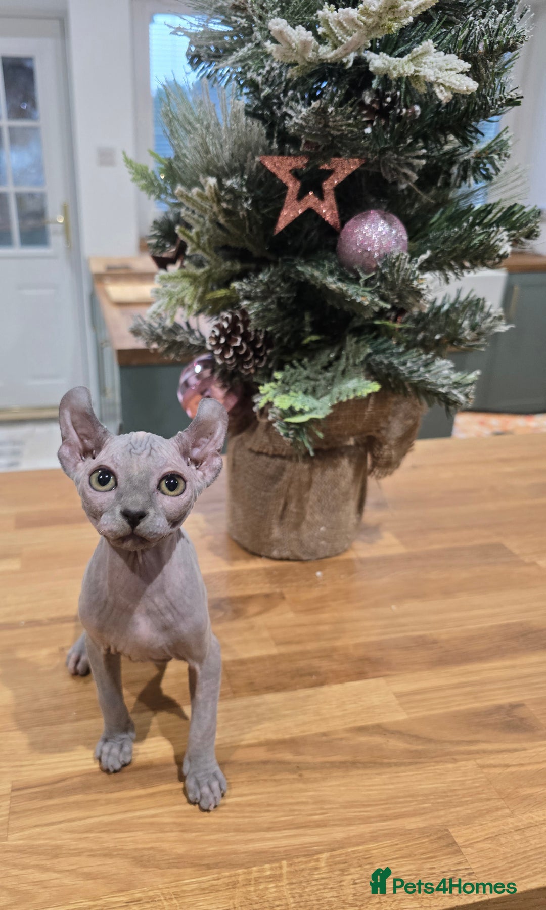 Sphynx cats for sale: 🌟 Stunning Sphynx & Elf Kittens  - Advert 2