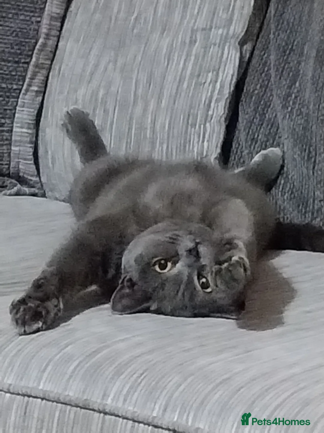 British Shorthair cats for sale: Gccf bsh female  - Advert 2
