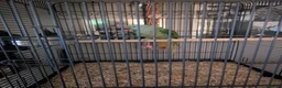 Parakeets birds for sale: Alexandrine parrot in Smethwick - Advert 8