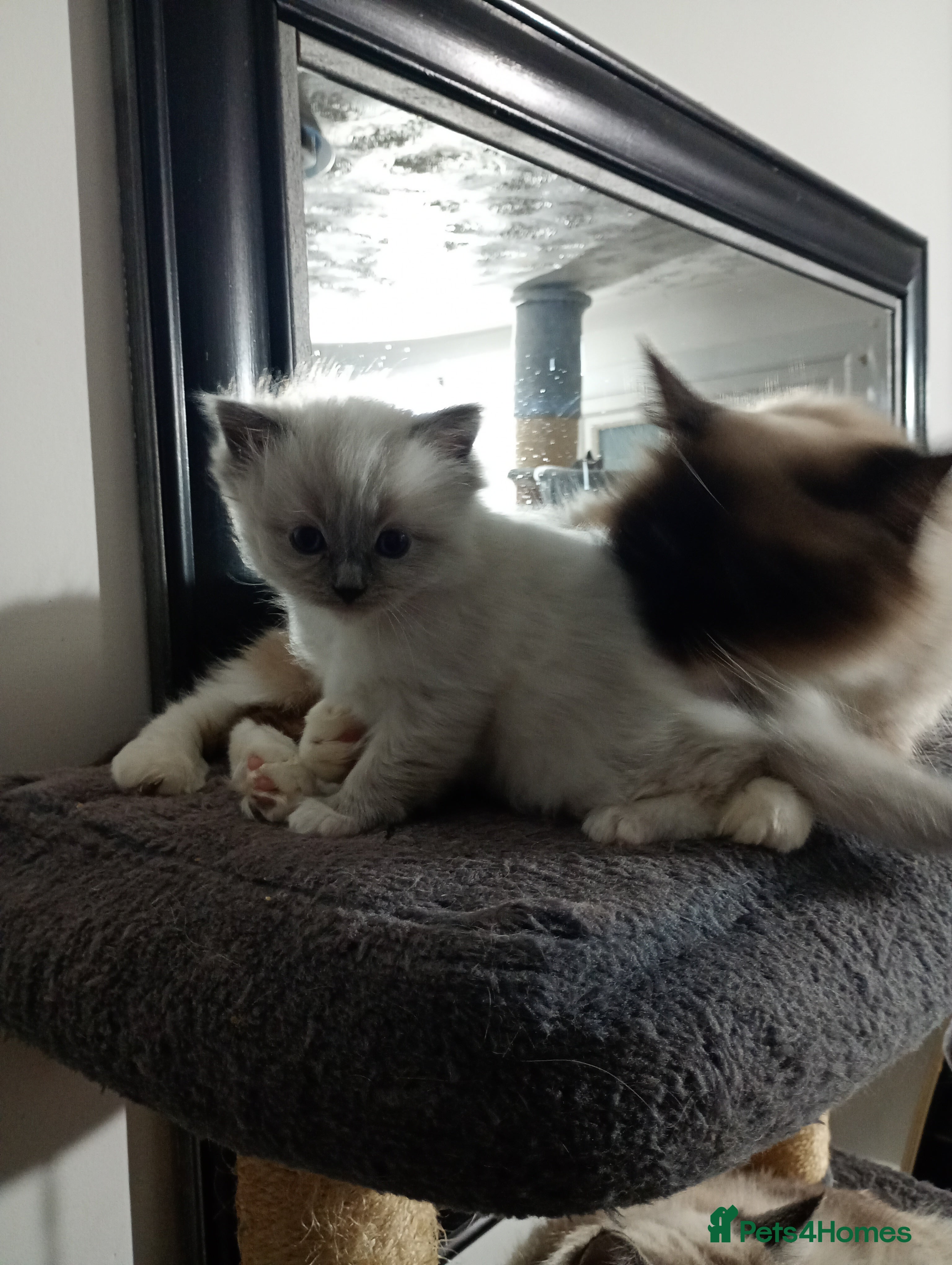 Ragdoll cats Beautiful pedigree female Ragdoll kitten  - Advert 1