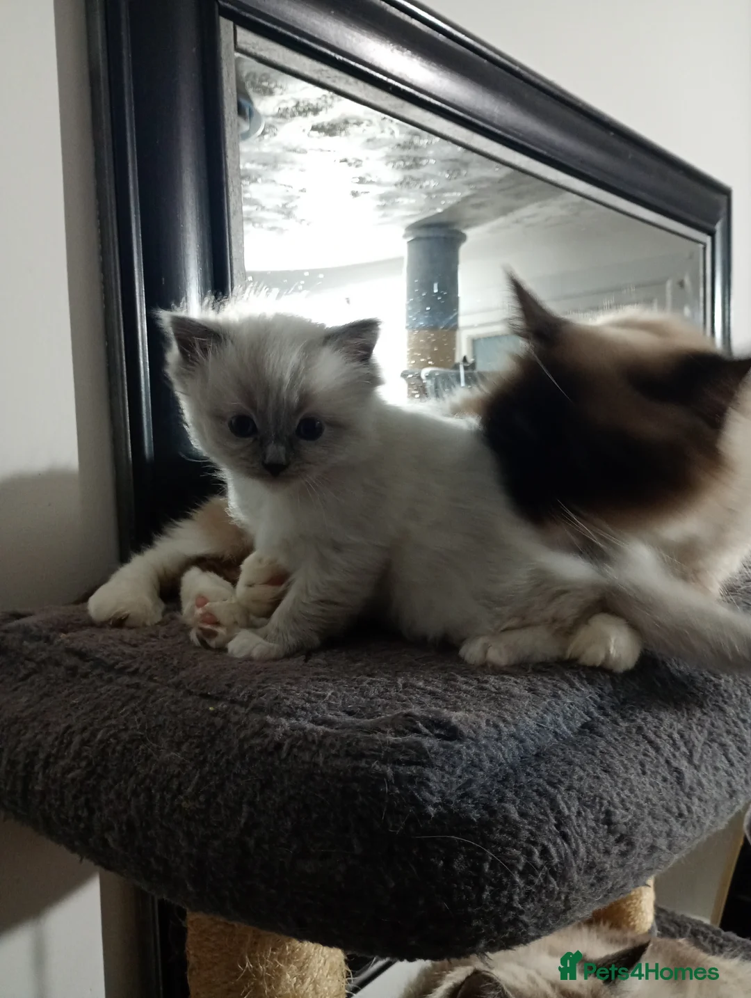 Ragdoll cats for sale: Beautiful pedigree female Ragdoll kitten  - Advert 1