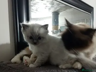 Ragdoll cats Beautiful pedigree female Ragdoll kitten - Advert 1