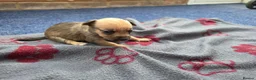 Jack Russell dogs for sale: Beautiful Puppies Jack Russell  - Advert 15