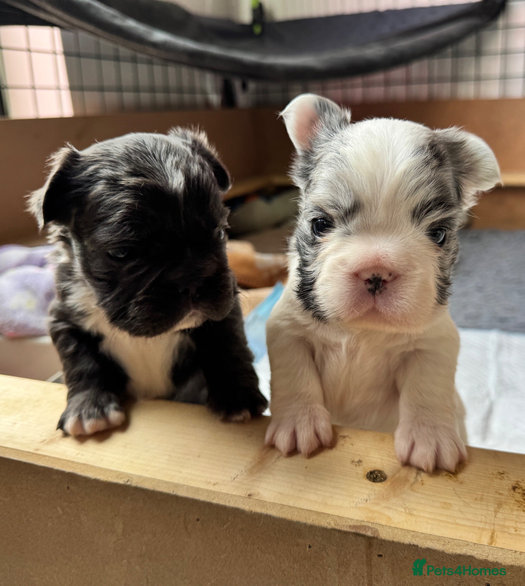 French Bulldog dogs French bulldogs all visual fluffys - Advert 2