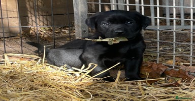 Labrador Retriever dogs Quality Labrador pups, KC, health tested parents - Advert 15