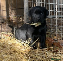 Labrador Retriever dogs Quality Labrador pups, KC, health tested parents - Advert 2